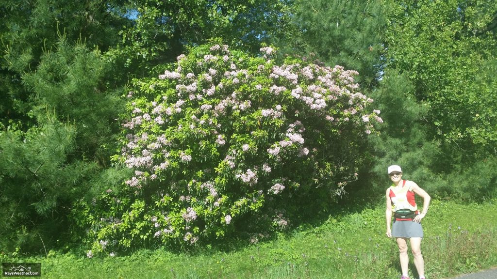 First Laurel I've seen so far.