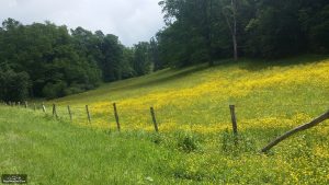 Yellow Meadow between Grandfather and the Linville River